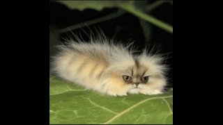 CATerpillar